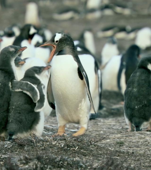 Kleine Eselspinguine müssen sich gegen ihre Geschwister behaupten.