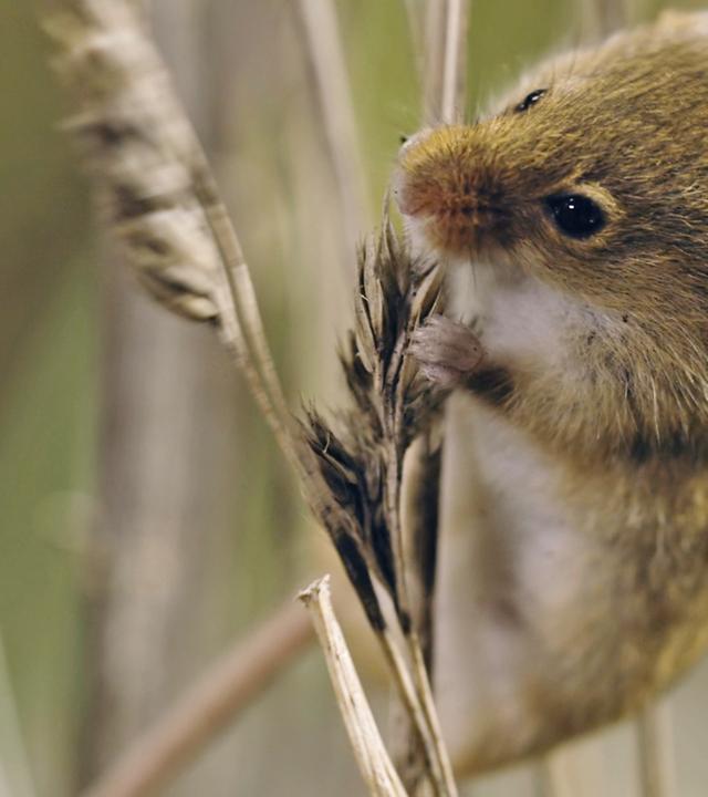 "Wildes Überleben: Kleine Helden": Zwergmaus knabbert an Gras-Ähre.
