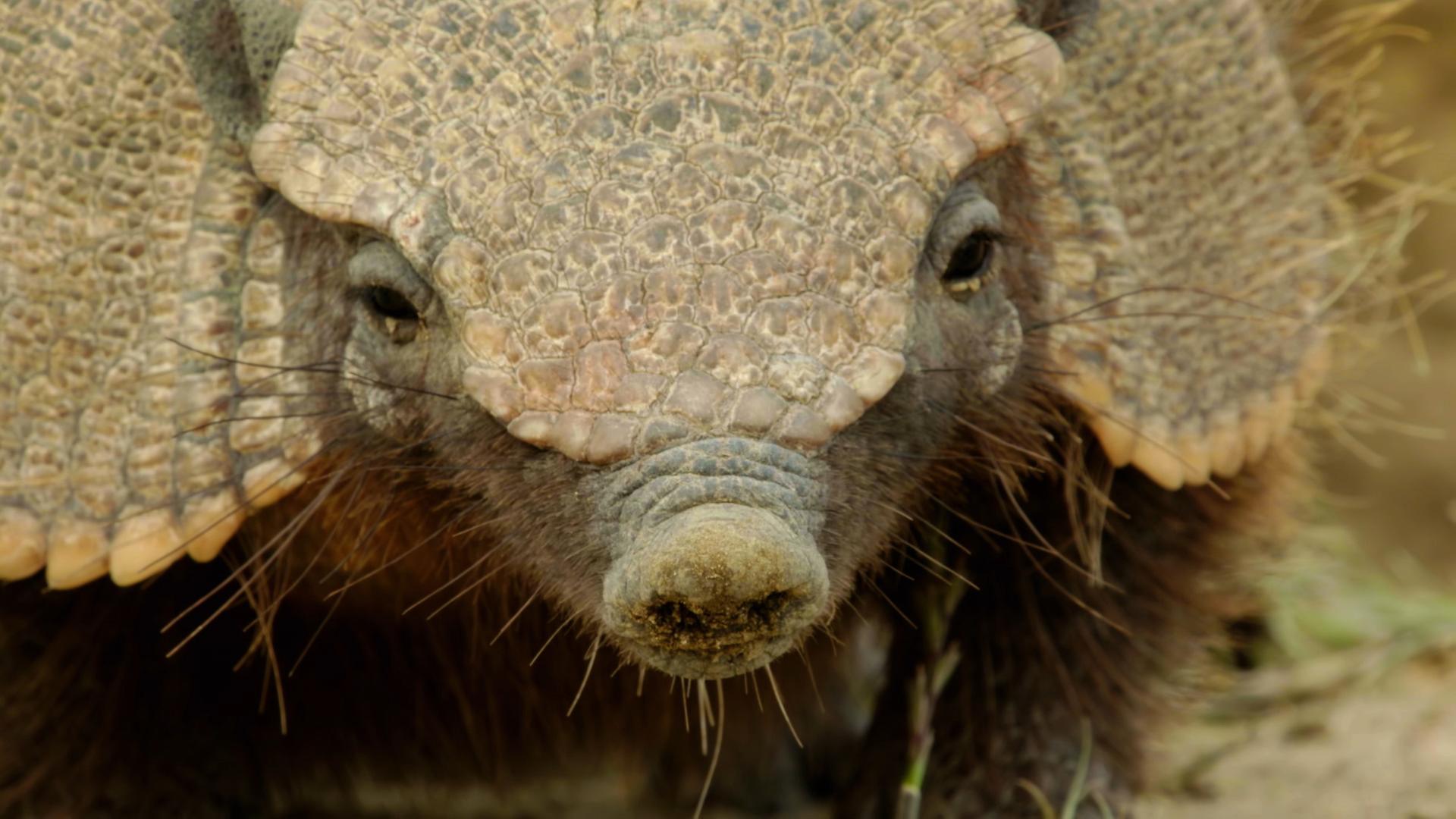 "Wildes Überleben: Tierisch genial": Schuppenbedeckter Kopf Gürteltier groß.