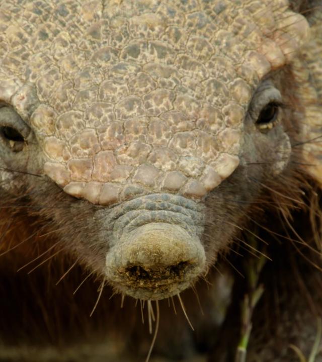 "Wildes Überleben: Tierisch genial": Schuppenbedeckter Kopf Gürteltier groß.