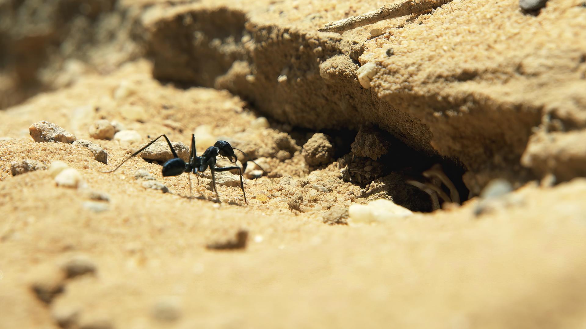 „Wildes Überleben: Tierische Freaks“: Einzelne Ameise auf sonnenbeschienenem Sand.