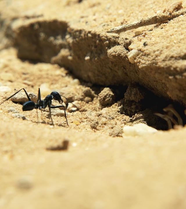 „Wildes Überleben: Tierische Freaks“: Einzelne Ameise auf sonnenbeschienenem Sand.