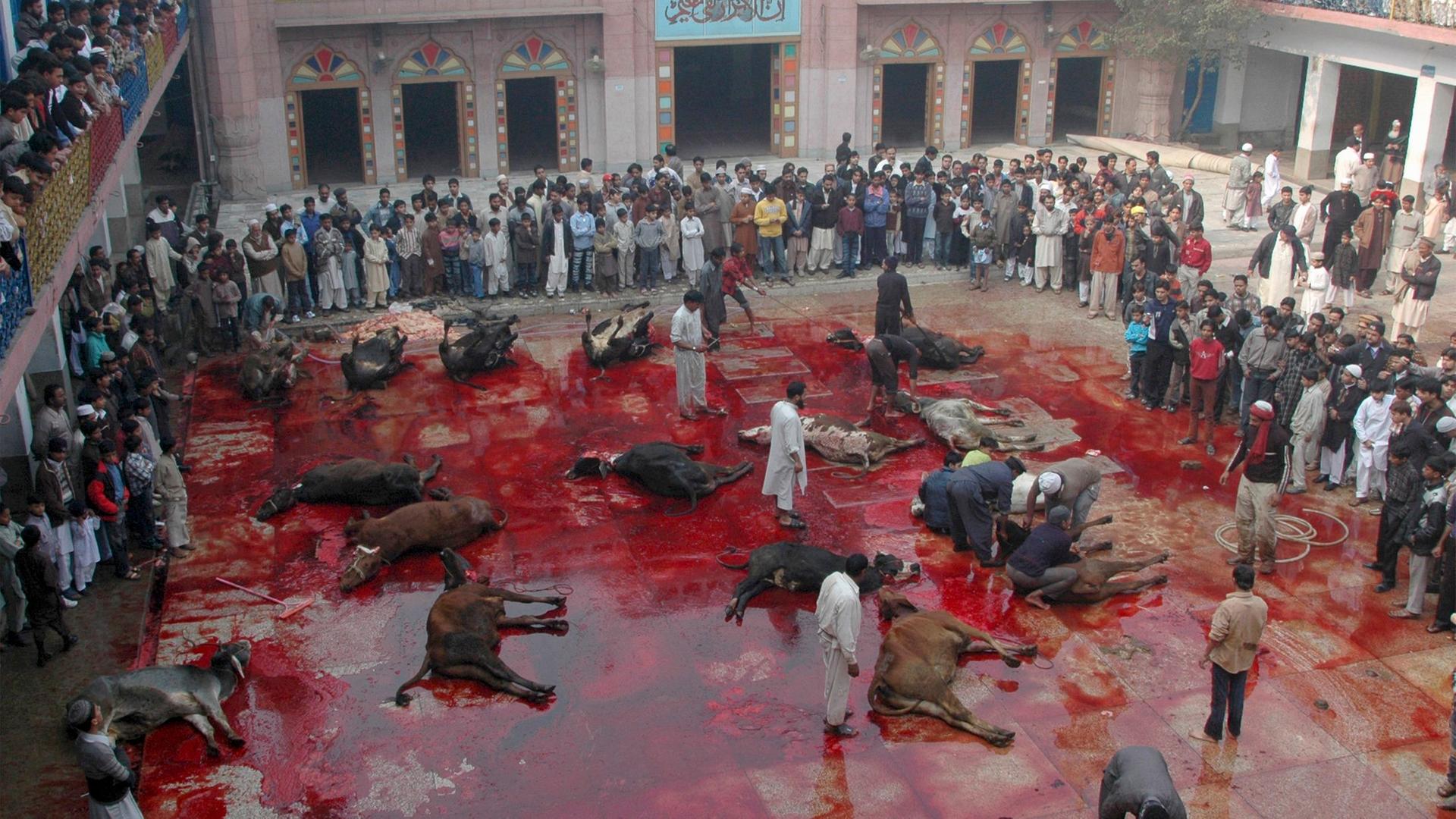 schlachten von tieren beim islamischem opferfest
