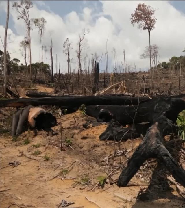 EU: Keine Rohstoffe aus Entwaldungsgebieten 