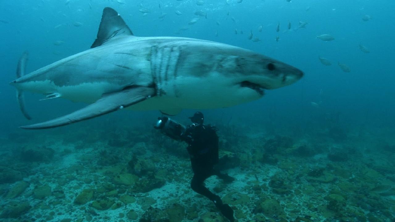 Weißer Hai mit Taucher