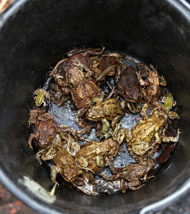 Das Foto zeigt einen Eimer voll aufgesammelter Kröten, der von einer Person mit Handschuhen gehalten wird. 