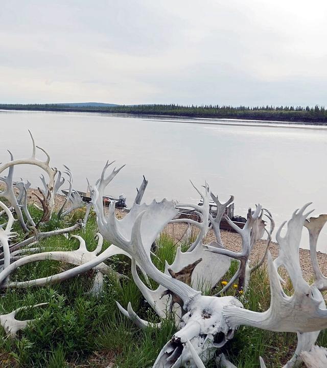 "17.000 Kilometer KANADA (2)": Elch- und Karibu-Geweihe.