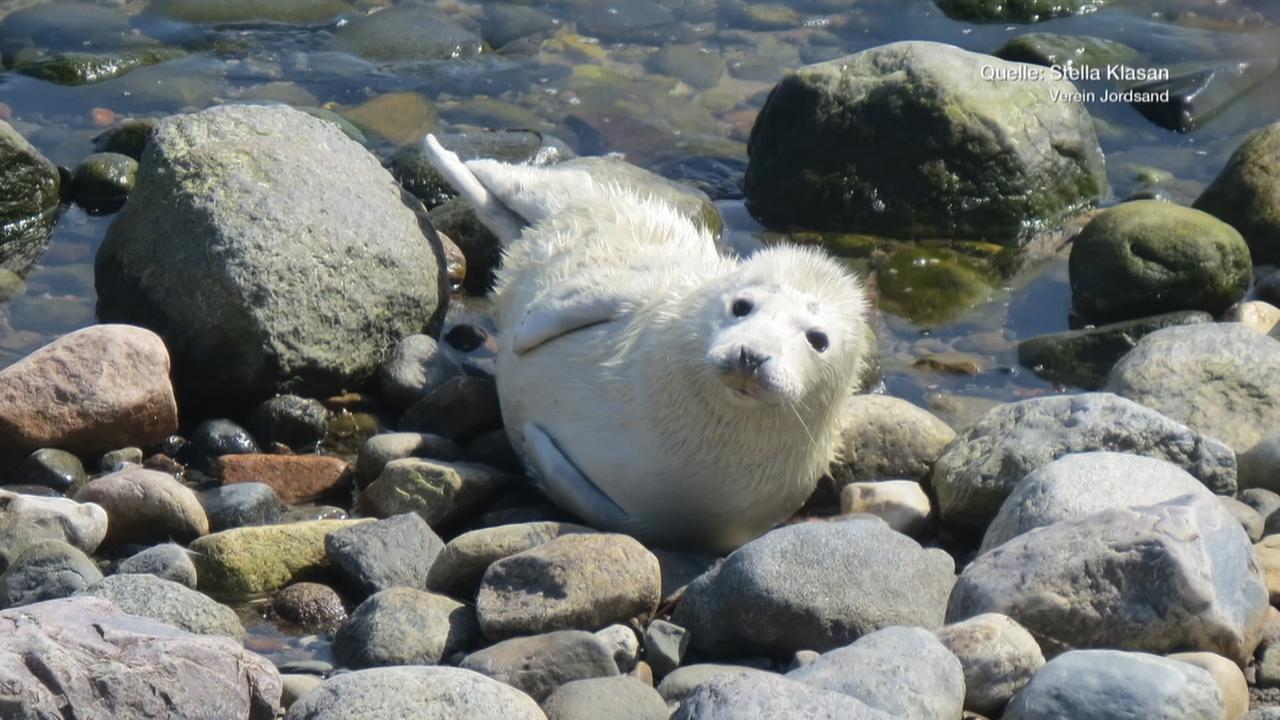 Kegelrobben an der Ostsee - ZDFheute