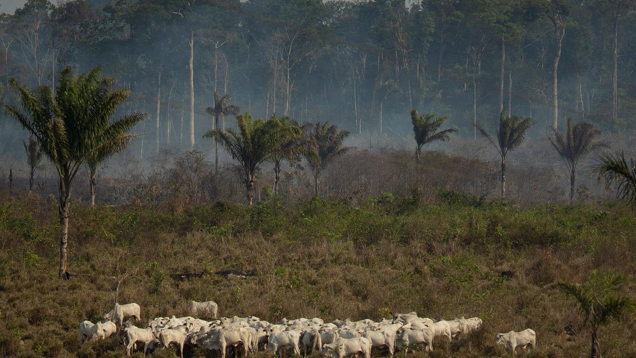 Fleischkonsum und Flächenfraß 