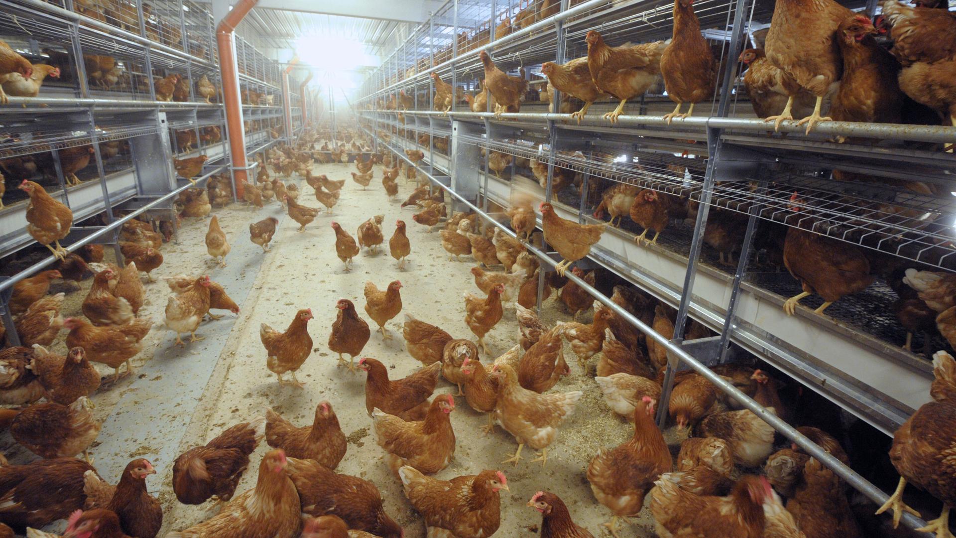 Artgerechte Hühnerhaltung im Legehennenbetrieb