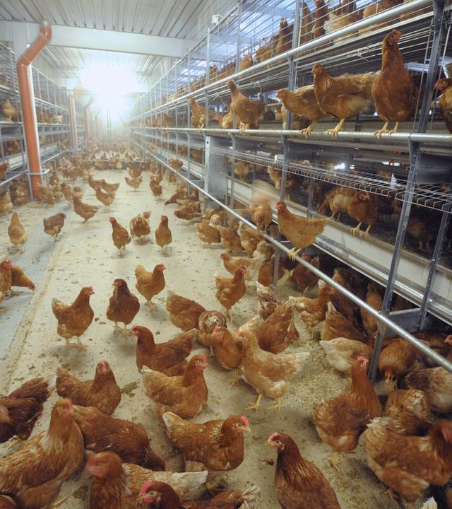 Artgerechte Hühnerhaltung im Legehennenbetrieb