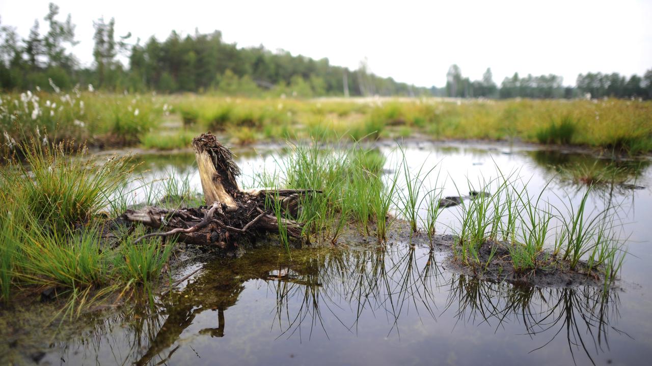 Moor: Mehr als ein Ökosystem - ZDFmediathek