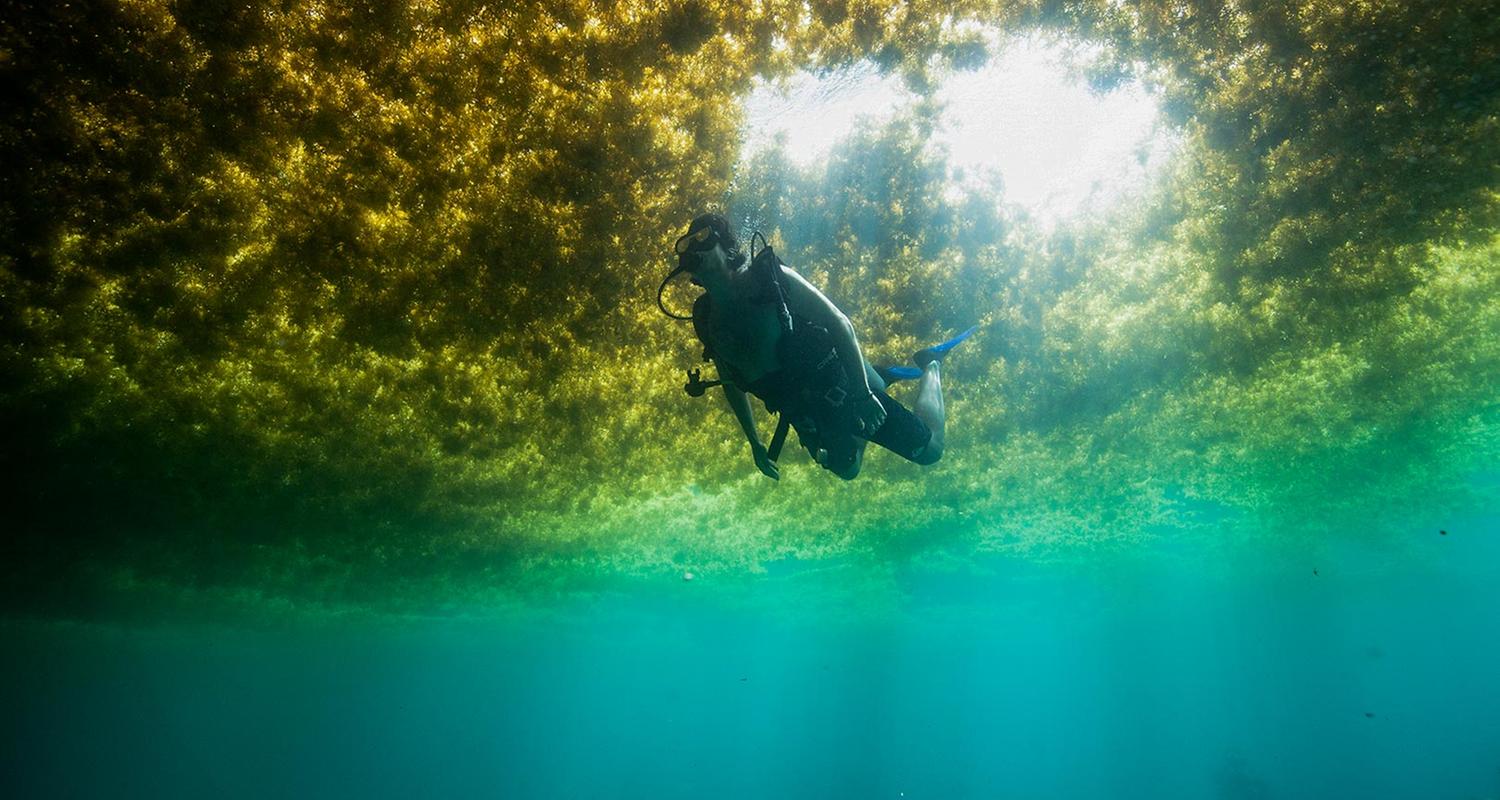 Algen auf den Tisch: Junger Zweig der Landwirtschaft - ZDFheute