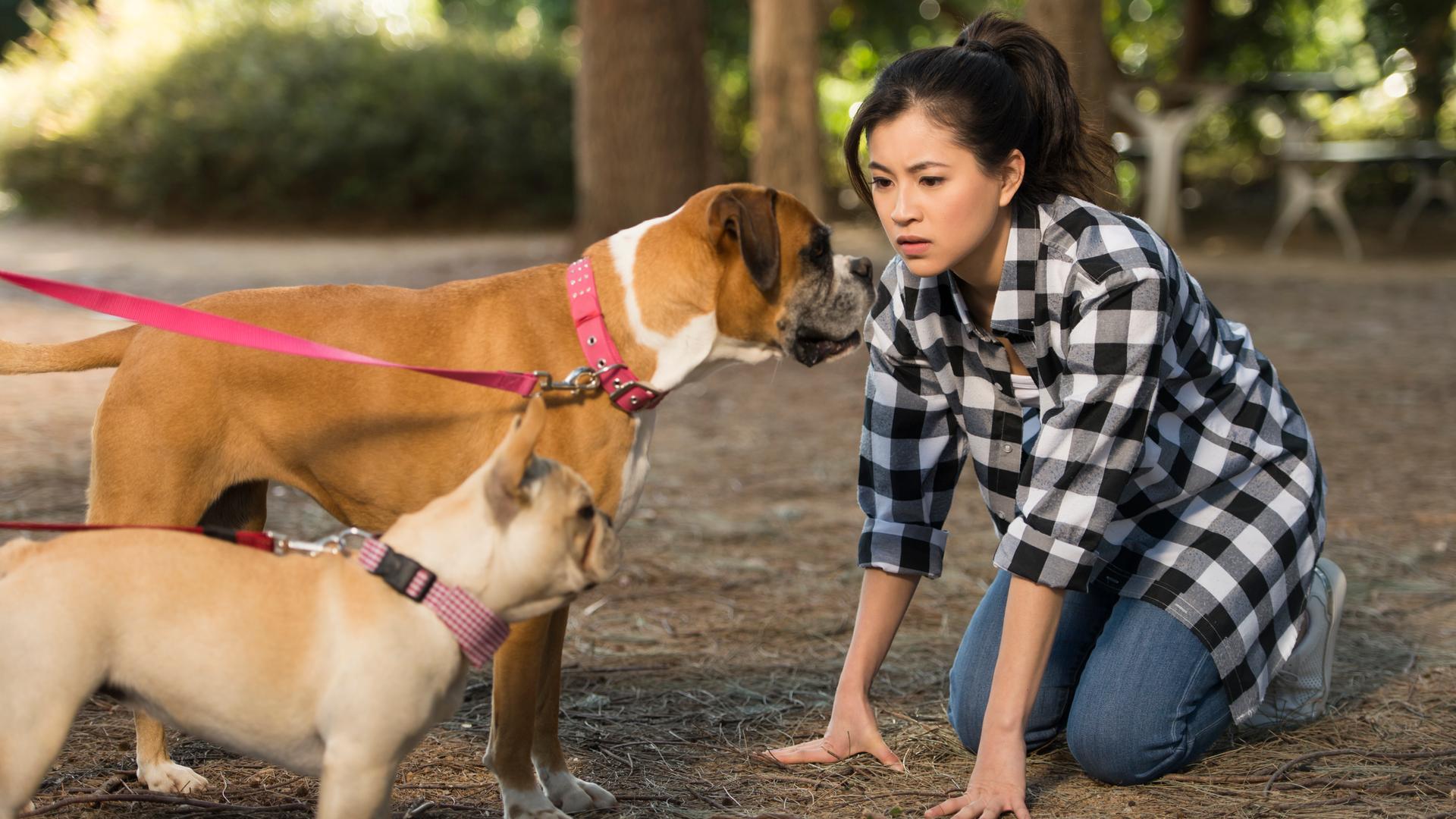 Kyra redet mit Hunden. Sie kniet auf dem Boden und schaut zwei Hunde, die vor ihr stehen, ernst an.