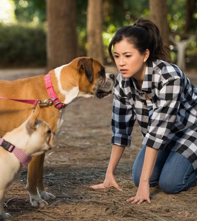 Kyra redet mit Hunden. Sie kniet auf dem Boden und schaut zwei Hunde, die vor ihr stehen, ernst an.