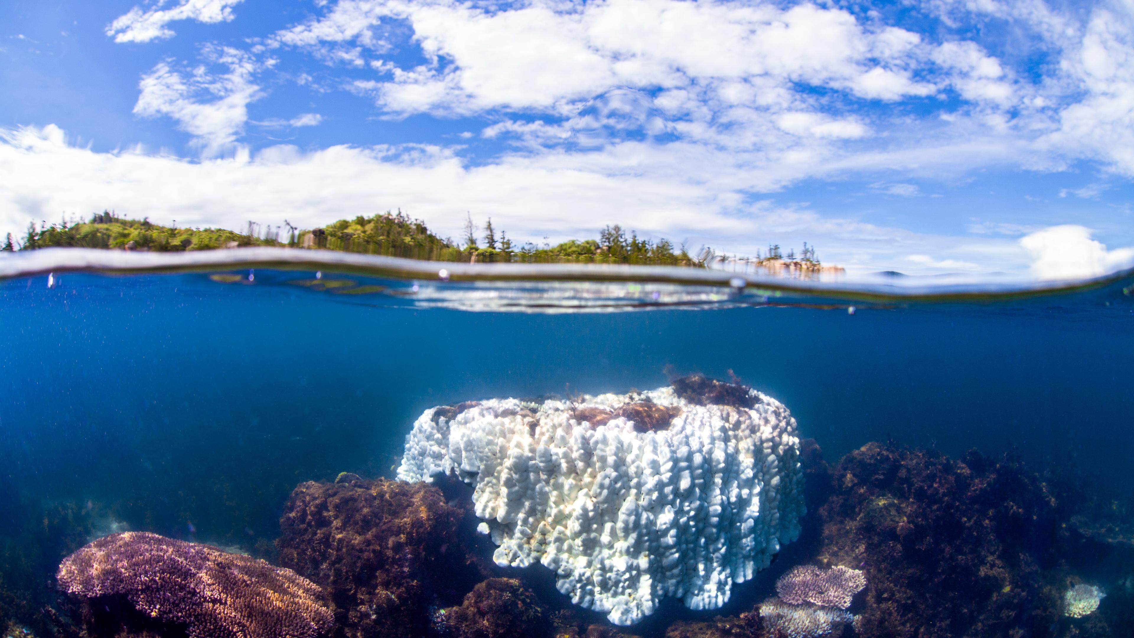 ueber- und unterwasseraufnahme einer etwa zwei meter grossen gebleichten porites-koralle am great barrier reef