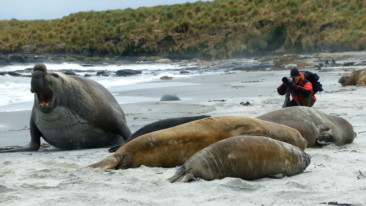 "Kielings wilde Welt - Wasserparadiese": Andreas Kieling filmt auf den Falklandinseln Seeelefantenbullen bei ihren Revierkämpfen.