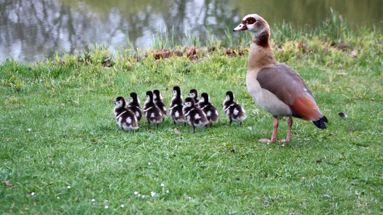 "planet e.: Nilgänse - Eindringlinge auf Eroberungskurs": Eine Nilgans steht mit ihren Küken im Gras am Ufer.