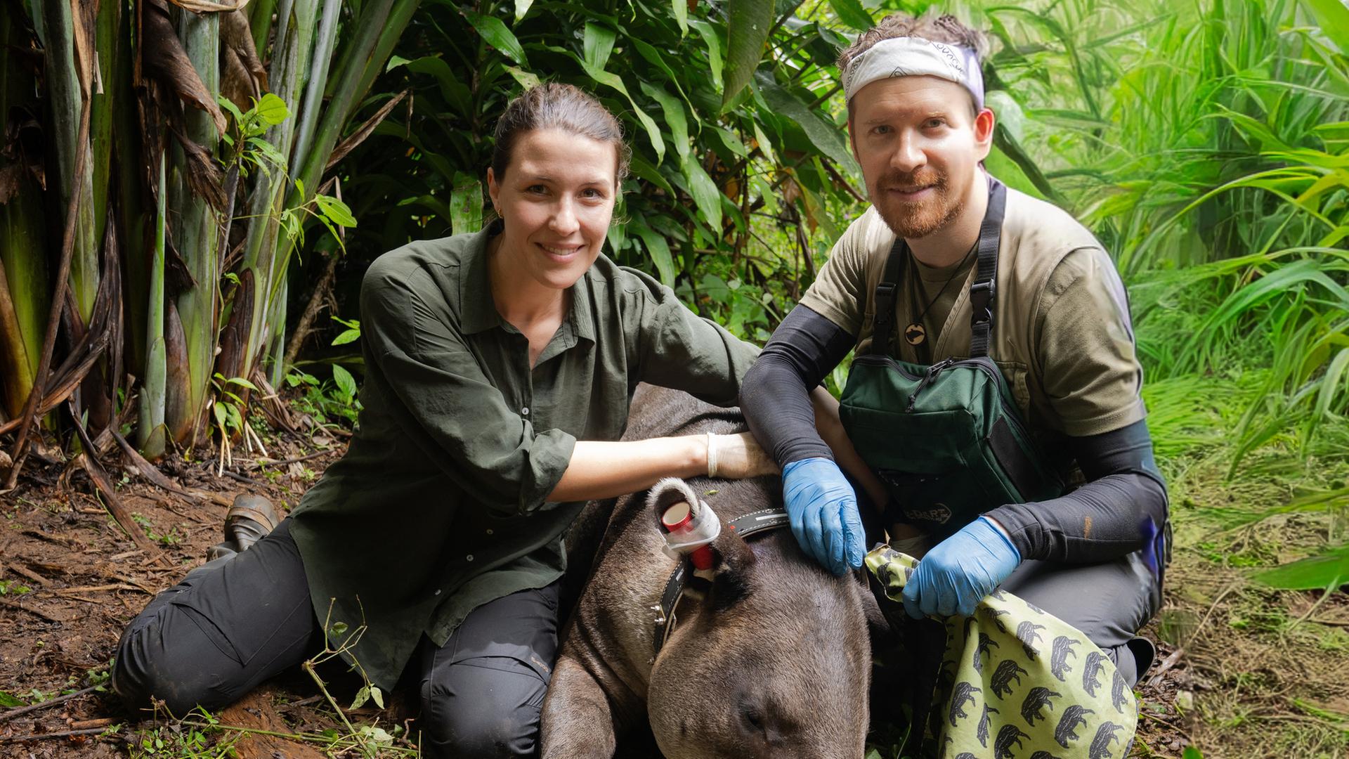 "Faszination Erde - mit Hannah Emde - Costa Rica - Das pure Leben?": Hannah Emde und Wildtierarzt Dr. Jorge Rojas Jiménez knien im Regenwald neben einem Tapir, der für eine Untersuchung betäubt wurde.