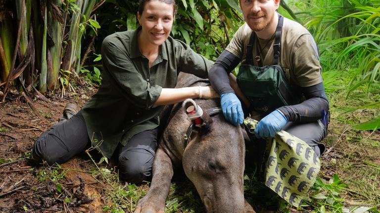 "Faszination Erde - mit Hannah Emde - Costa Rica - Das pure Leben?": Hannah Emde und Wildtierarzt Dr. Jorge Rojas Jiménez knien im Regenwald neben einem Tapir, der für eine Untersuchung betäubt wurde.