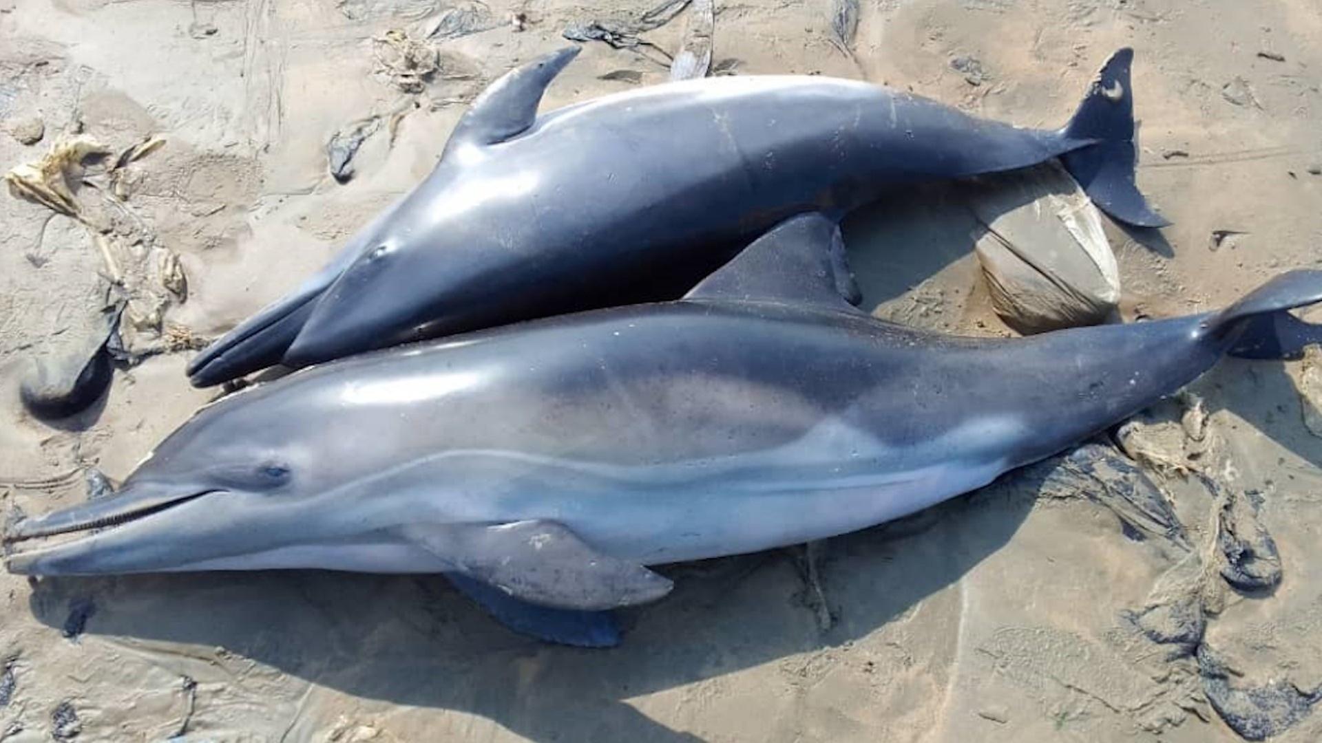 "planet e.: Delfine - die illegale Jagd": Blick von oben: Zwei tote Delfine liegen am Strand.