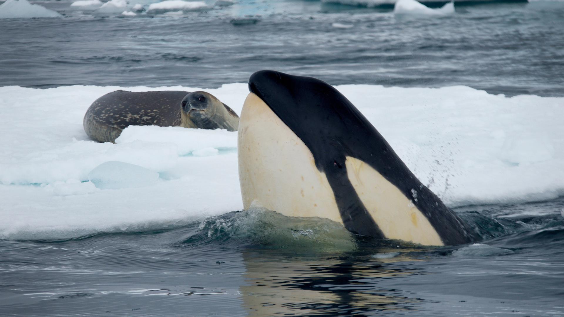 "Terra X: Orcas der Antarktis - Jäger im Eis": Ein Orca taucht vor einer Eisscholle auf der ein Seeleopard liegt auf.