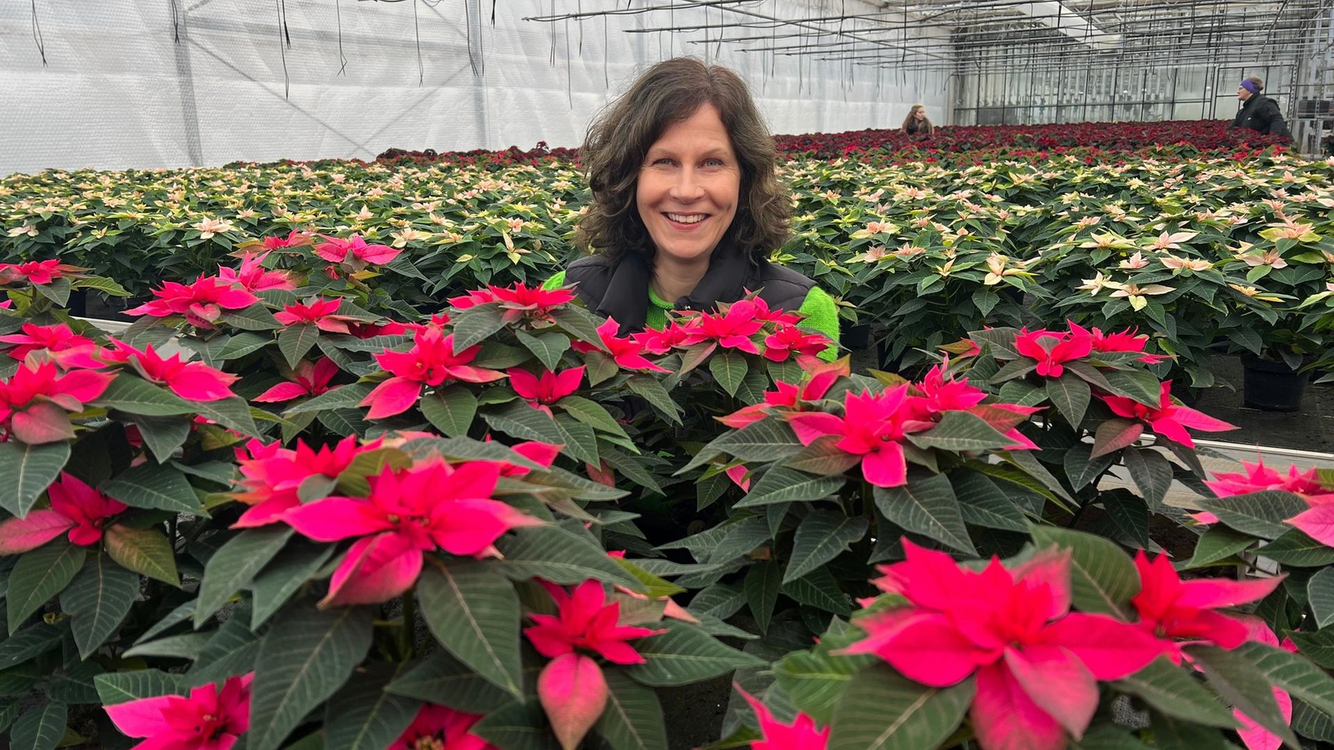 "planet e.: Weihnachtssterne - Adventsdekoration aus den Tropen": Sabine Platz, Journalistin, inmitten von Weihnachtssternen in einem Gewächshaus für Bio-Weihnachtssterne.