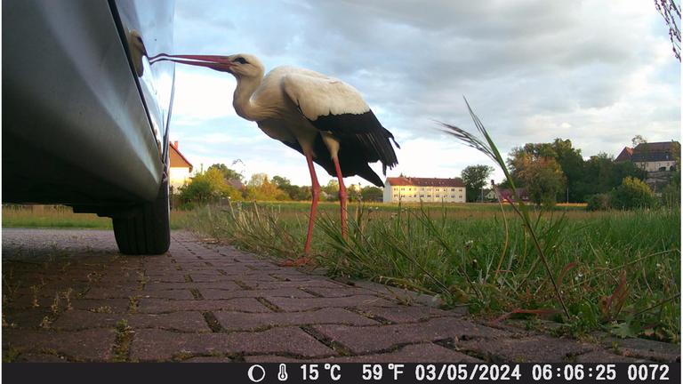 "Störche – vom Glücksbringer zum Störenfried?": Ein Auto steht am Rand einer Wiese, davor befindet sich ein Storch. Der Storch kratzt mit dem Schnabel an seinem Spiegelbild auf der Seitentür. Im Hintergrund stehen drei Gebäude.
