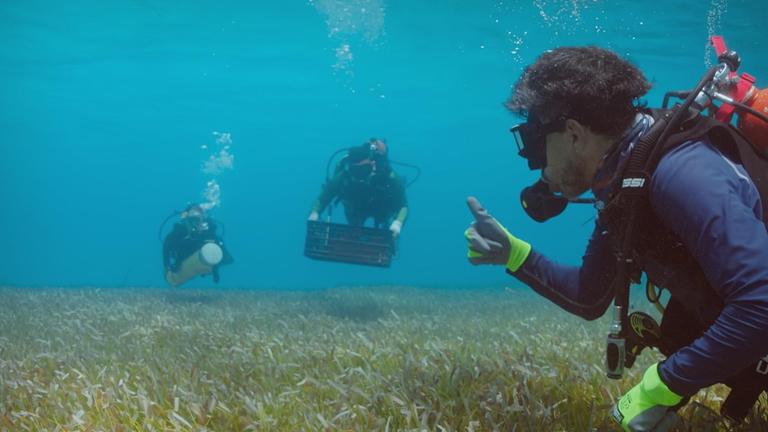 "Superstars der Natur - Wie uns Koralle, Seegras & Co. schützen": José Ernesto Mancera Pineda taucht unter Wasser und untersucht eine Seegraswiese, zwei weitere Taucher schwimmen im Hintergrund.