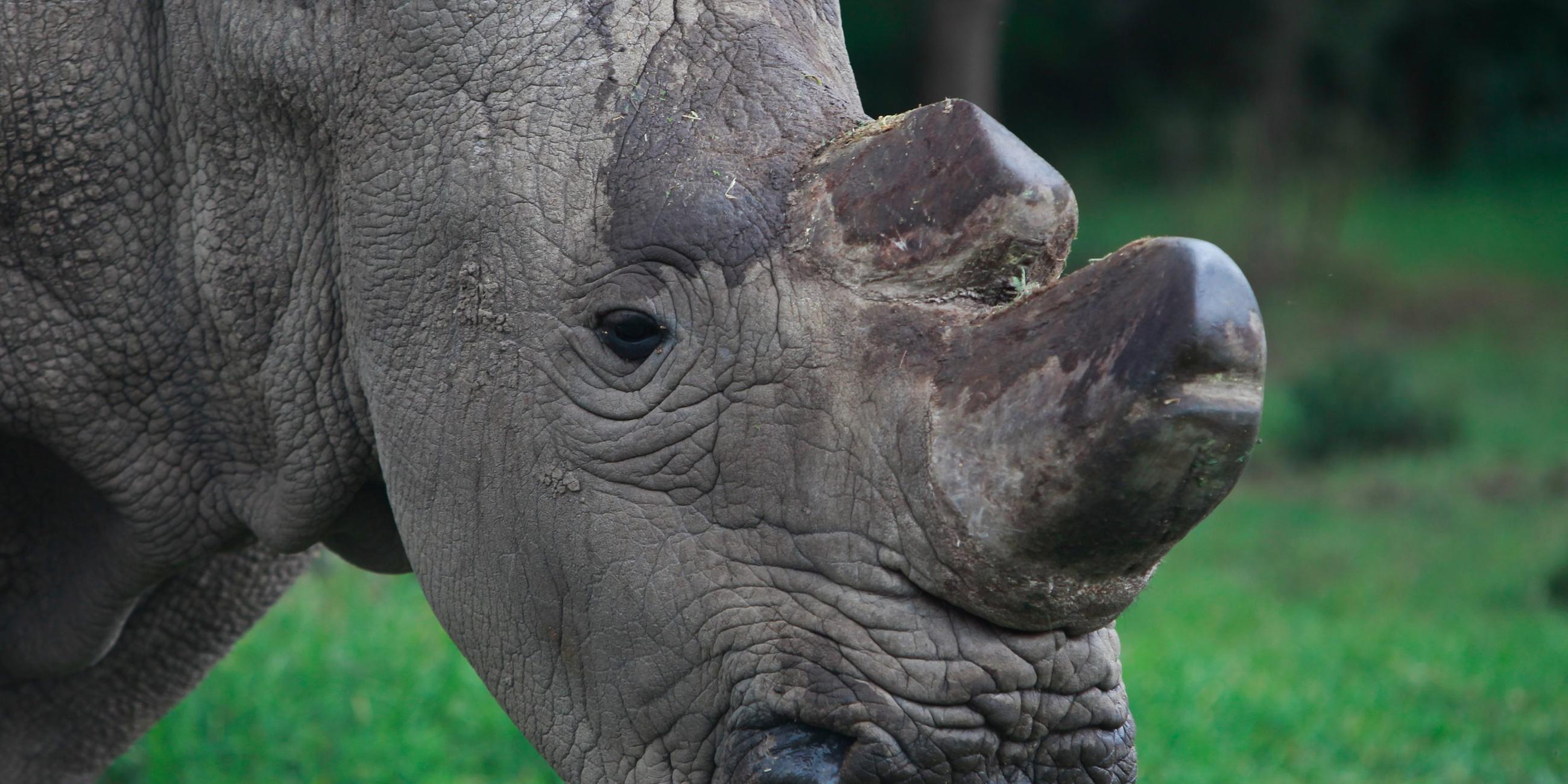 Die Hörner eines Nashors wurden entfernt, so dass Wilderer es nicht für sein Horn töten 