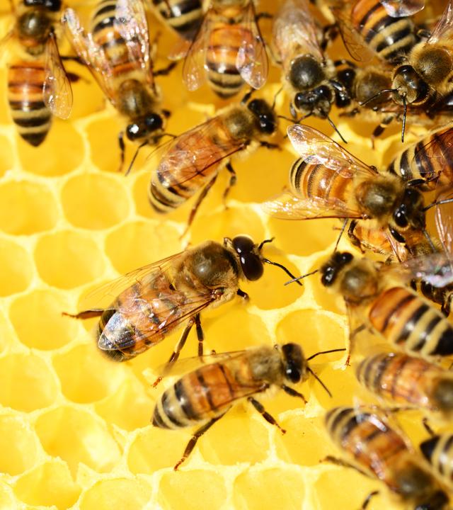 Bienen auf einer Bienenwabe
