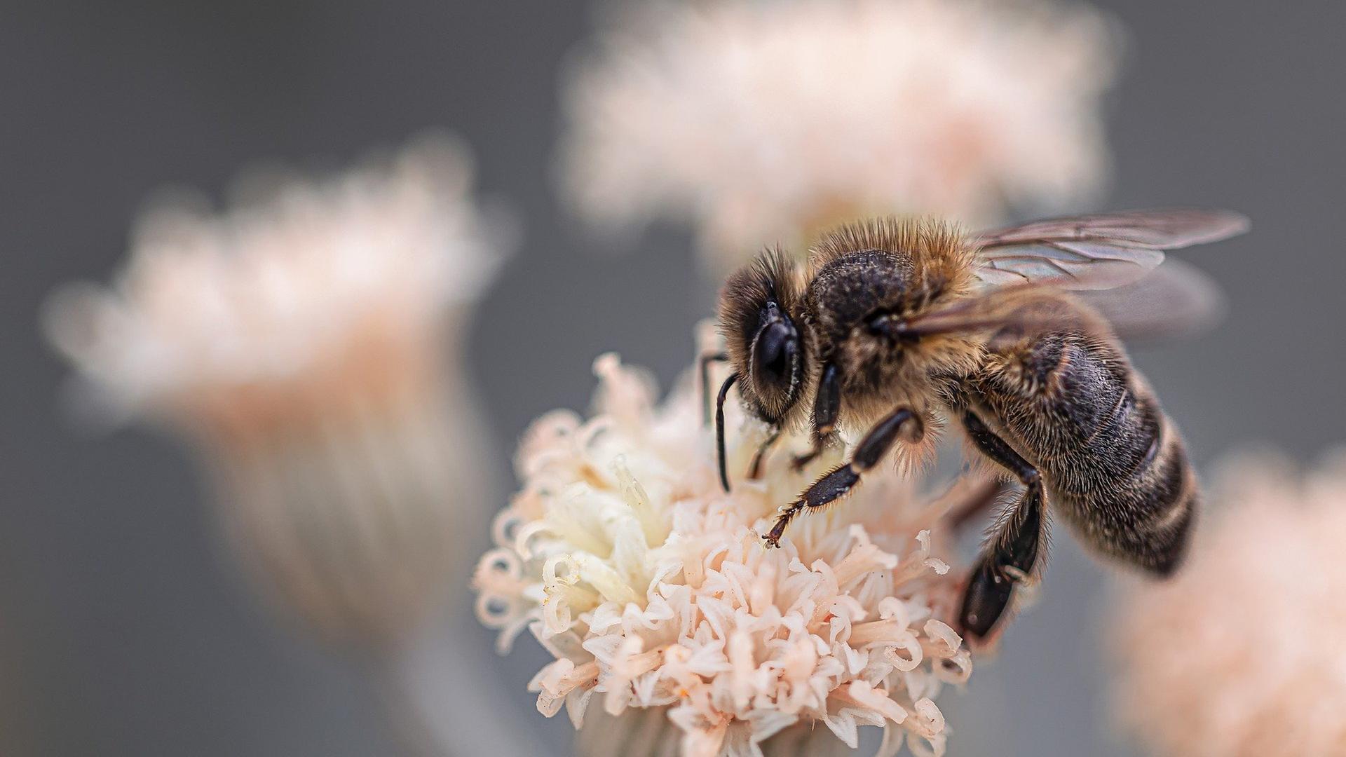 Biene fliegt auf Pflanze