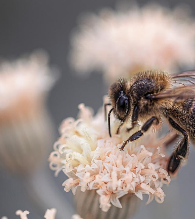 Biene fliegt auf Pflanze