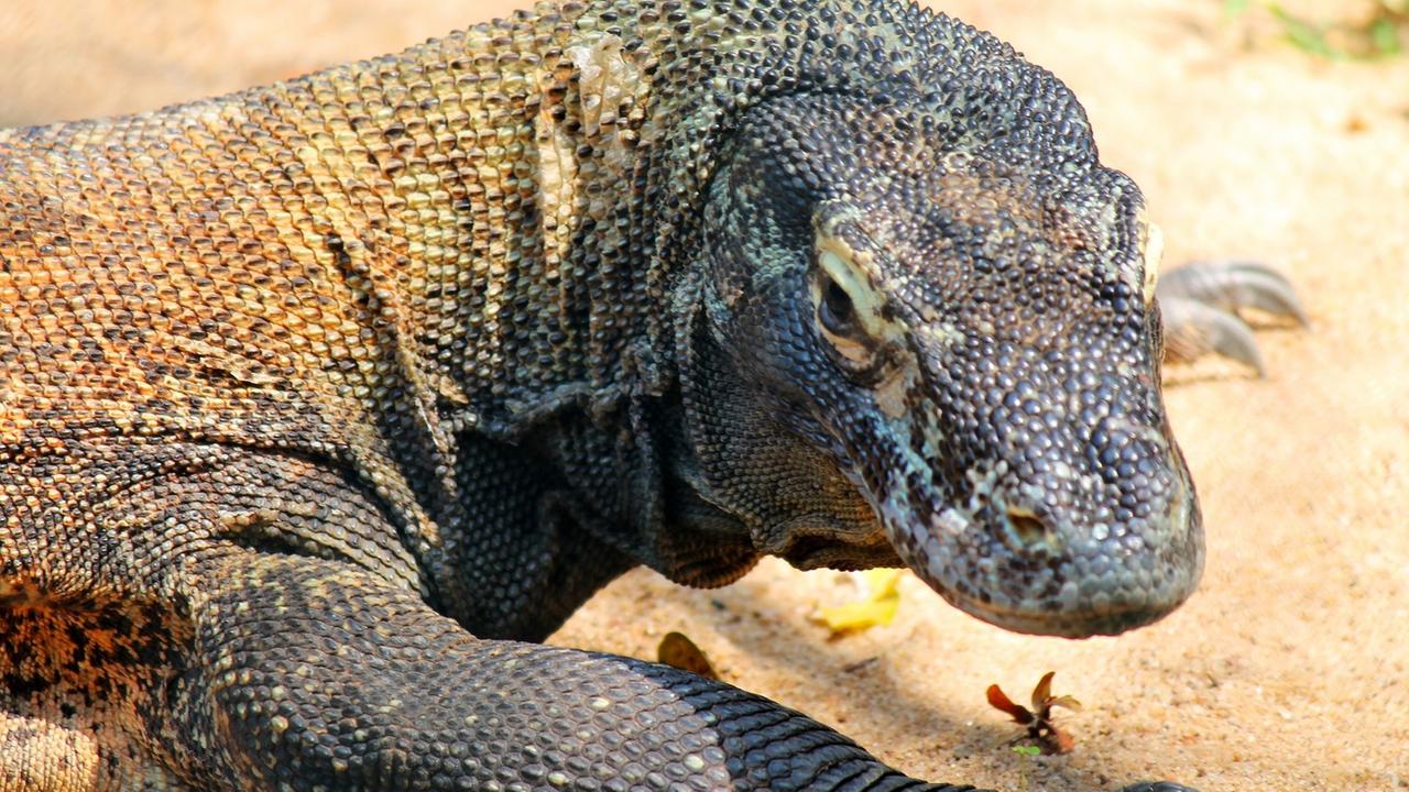 NANO vom 6. September 2021 Artenvielfalt bedroht ZDFmediathek