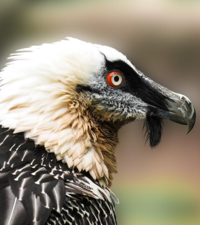 Kopf eines Bartgeiers