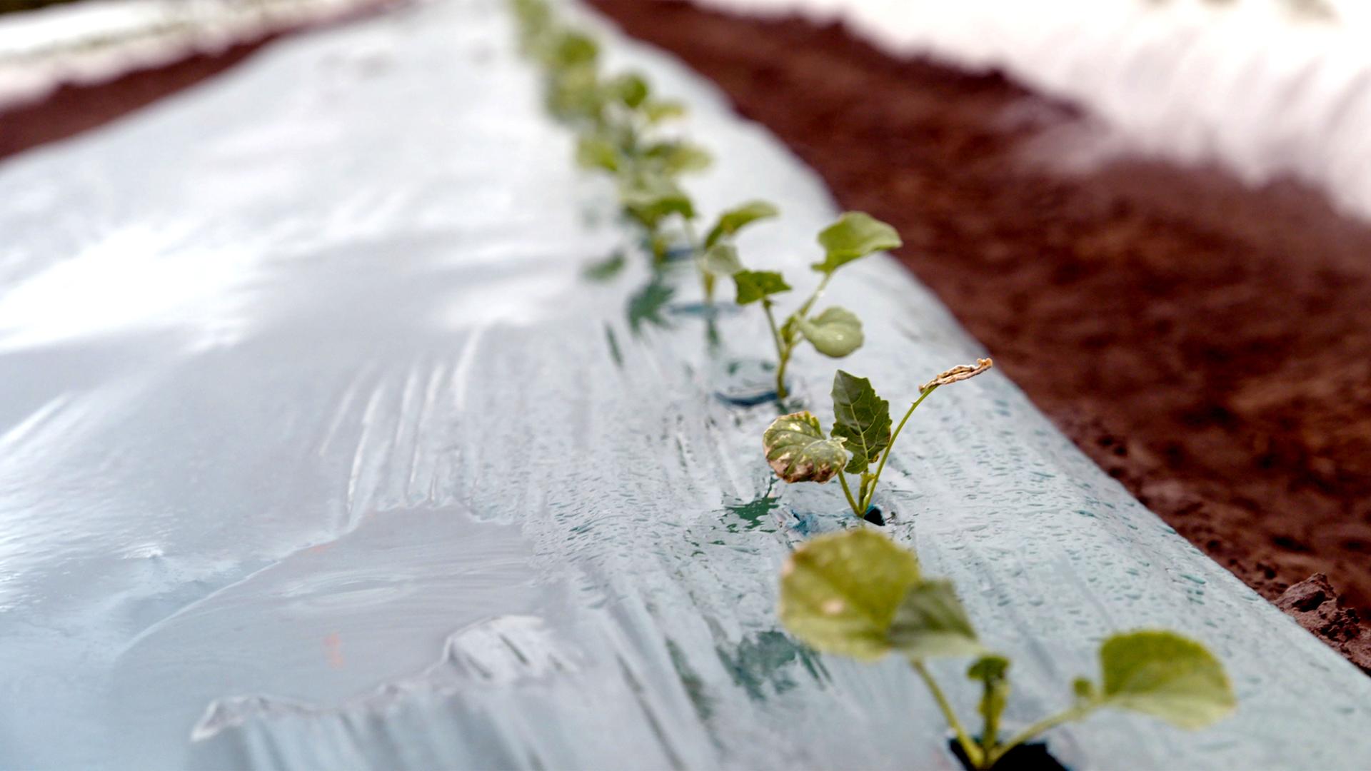 Auf auftauenden Permafrostböden gedeihen Pflanzen. Die Böden sind mit Thermofolie abgedeckt.