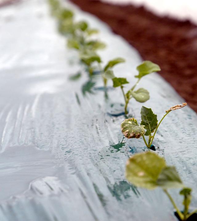 Auf auftauenden Permafrostböden gedeihen Pflanzen. Die Böden sind mit Thermofolie abgedeckt.