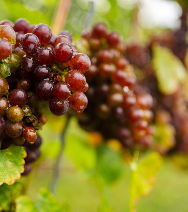 Trauben der Sorte 'Blauer Silvaner' hängen an einem Rebstock.