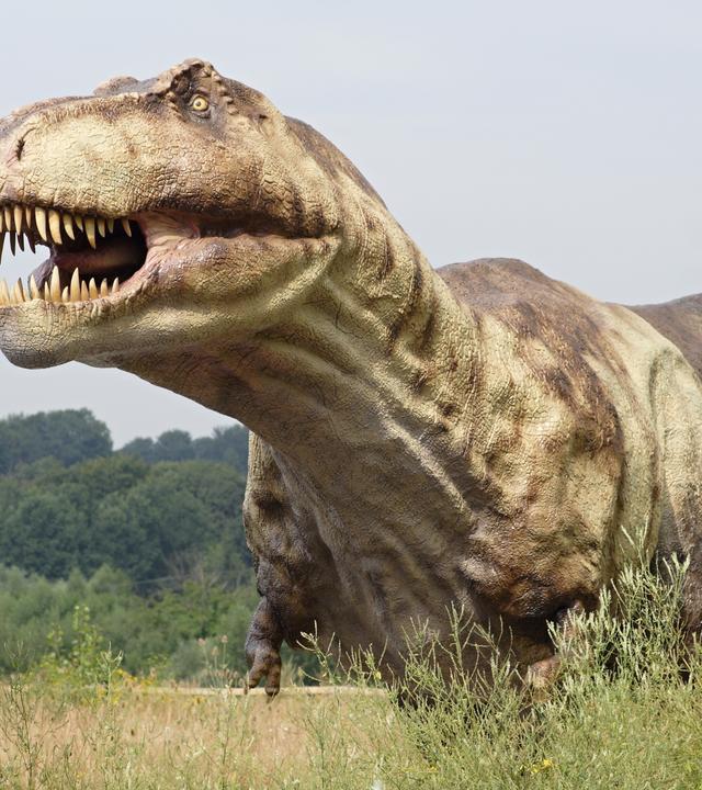 Tyrannosaurus Rex