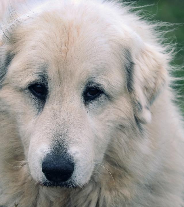  Hütehund Patou, nah 