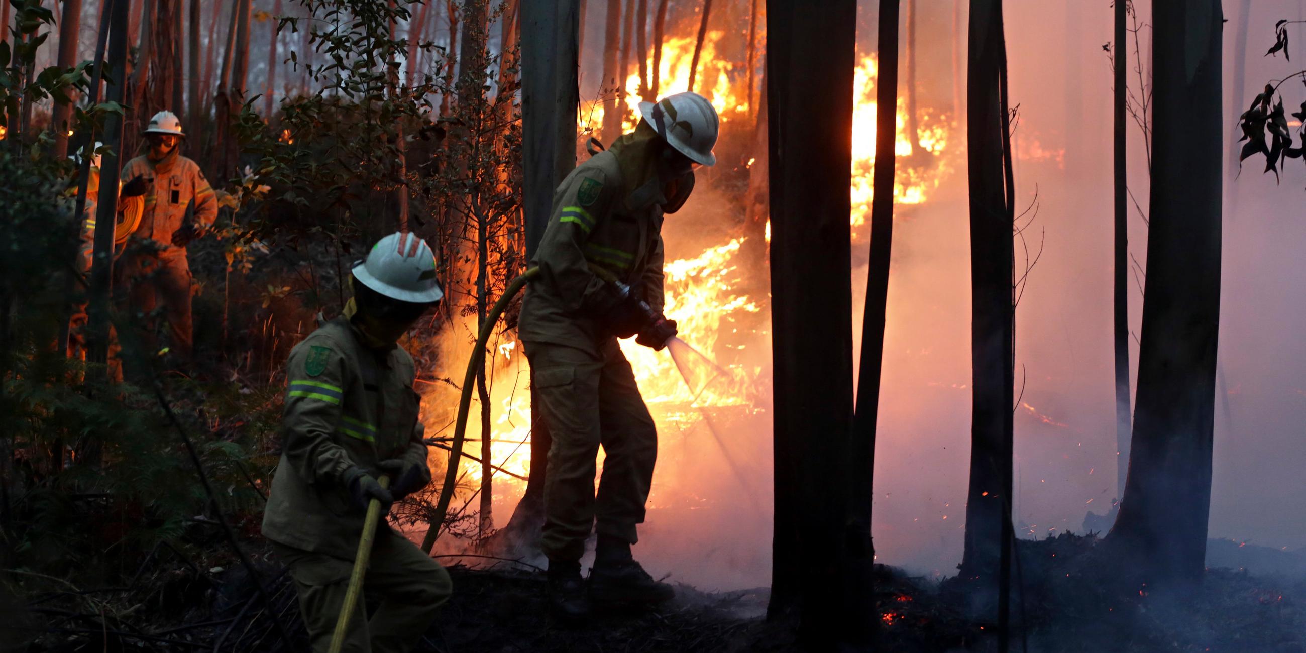 Feuerwehrmännder bekämpfen Waldbrand