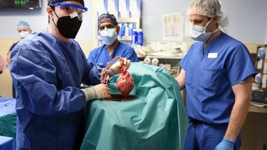 Nano - Erfolgreiche Schweineherz-transplantation