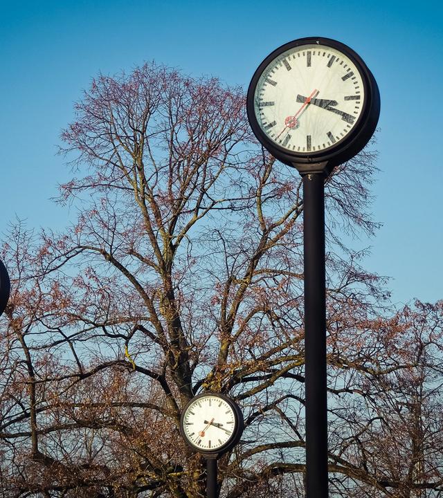 Mehrere Uhren von Bäumen