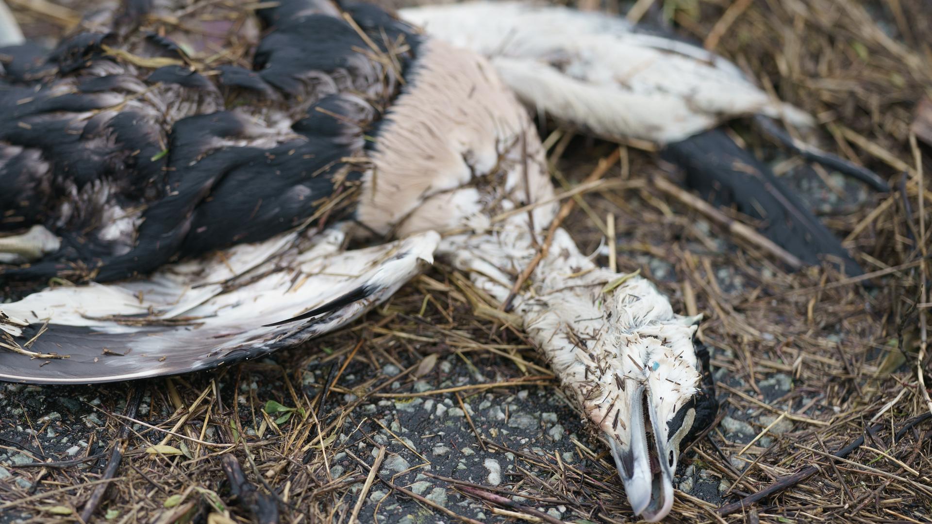 Toter Vogel am Boden