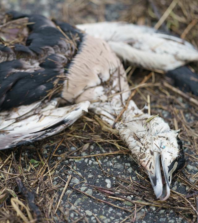 Toter Vogel am Boden