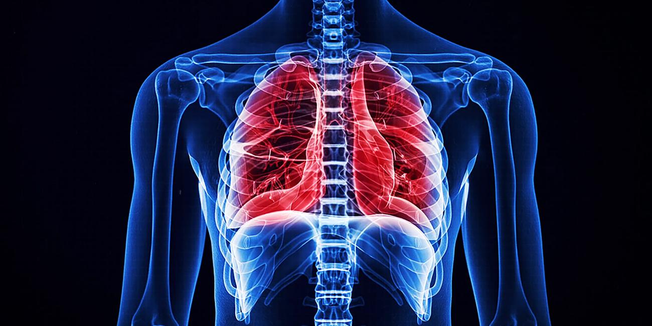 Mensch, Grafik Innenansicht