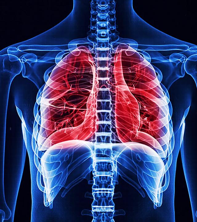 Mensch, Grafik Innenansicht