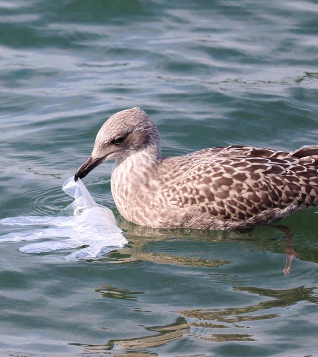 Möve holt Plastikhandschuh aus dem Wasser