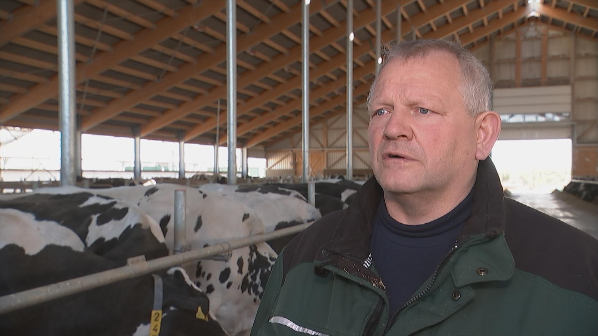 Ein Landwirt steht im Stall vor einer Reihe von Kühen.