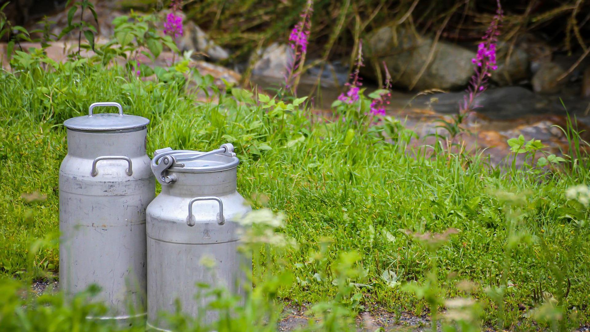 MIlchkannen auf einer Wiese